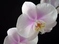 beauty flower Phaleanopsis white and purple center