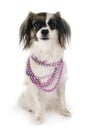 Phalene papillon dog Royalty Free Stock Photo