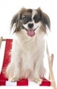 Phalene papillon dog Royalty Free Stock Photo