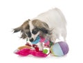 Phalene papillon dog Royalty Free Stock Photo