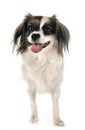 Phalene papillon dog Royalty Free Stock Photo