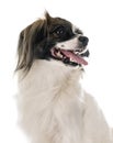 Phalene papillon dog Royalty Free Stock Photo