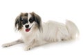 Phalene papillon dog Royalty Free Stock Photo