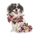 Phalene papillon dog Royalty Free Stock Photo