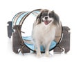 Phalene papillon dog Royalty Free Stock Photo
