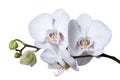 Phalenopsis Royalty Free Stock Photo