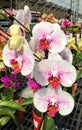 Phalenopsis flowers Royalty Free Stock Photo