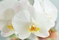 Phalenopsis orchid in full bloom Royalty Free Stock Photo