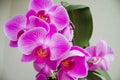 Phalenopsis Royalty Free Stock Photo