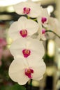 Phaleonopsis Happy Girl Orchid Royalty Free Stock Photo