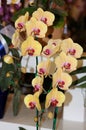 Phaleonopsis Happy Girl Orchid Royalty Free Stock Photo