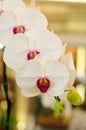 Phaleonopsis Happy Girl Orchid Royalty Free Stock Photo