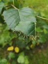 Phalera bucephala. Buff-tip caterpillars Royalty Free Stock Photo