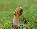 Phallus impudicus, the common stinkhorn