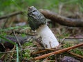 Phallus impudicus mushroom Royalty Free Stock Photo