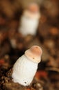 Phallus impudicus Royalty Free Stock Photo