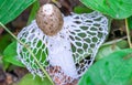 Phallus indusiatus or bamboo mushroom on nature background in thailand forest Royalty Free Stock Photo