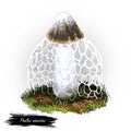 Phallus indusiatus mushroom digital art illustration. Bamboo fungus watercolor print, Hymenophallus Dictyophora indusiata Royalty Free Stock Photo