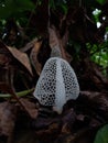 Phallus indusiatus a rare mushroom that only exists in tropical forests Royalty Free Stock Photo