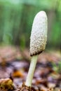 Phallus like mushroom. Royalty Free Stock Photo
