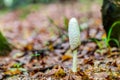 Phallus like mushroom. Royalty Free Stock Photo