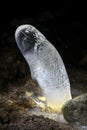 Phallus shaped ice stalagmite formation in a cave entrance Royalty Free Stock Photo