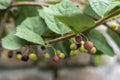 Phalsa grewia asiatica branch full with unripe fruit. selective focus