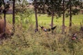 Worker resting lying in a hammock on the edge of the field. Travel around Asia.