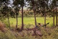 Worker resting lying in a hammock on the edge of the field. Travel around Asia.