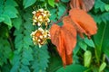 Phanera aureifolia, Bauhinia aureifolia or Gold leaf Bauhinia are rare vines. Young leaves are green and turn gold as they mature