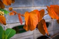 Phanera aureifolia, Bauhinia aureifolia or Gold leaf Bauhinia are rare vines. Young leaves are green and turn gold as they mature