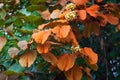 Phanera aureifolia, Bauhinia aureifolia or Gold leaf Bauhinia are rare vines. Young leaves are green and turn gold as they mature