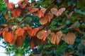 Phanera aureifolia, Bauhinia aureifolia or Gold leaf Bauhinia are rare vines. Young leaves are green and turn gold as they mature