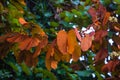 Phanera aureifolia, Bauhinia aureifolia or Gold leaf Bauhinia are rare vines. Young leaves are green and turn gold as they mature