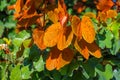 Phanera aureifolia, Bauhinia aureifolia or Gold leaf Bauhinia are rare vines. Young leaves are green and turn gold as they mature