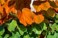 Phanera aureifolia, Bauhinia aureifolia or Gold leaf Bauhinia are rare vines. Young leaves are green and turn gold as they mature