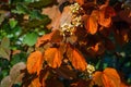 Phanera aureifolia, Bauhinia aureifolia or Gold leaf Bauhinia are rare vines. Young leaves are green and turn gold as they mature