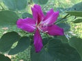 Phanera purpurea flower