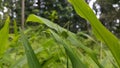 The phaneroptera falcata grasshopper (mecopoda nipponensis) perches on a green plant leaf. Photo shot on the mountain