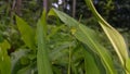 The phaneroptera falcata grasshopper (mecopoda nipponensis) perches on a green plant leaf. Photo shot on the mountain