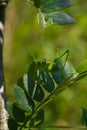 The Phaneropterinae, the sickle-bearing bush cricket or leaf katydid sitting on green plant, soft focused macro shot Royalty Free Stock Photo