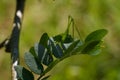 The Phaneropterinae, the sickle-bearing bush cricket or leaf katydid sitting on green plant, soft focused macro shot Royalty Free Stock Photo