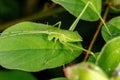 Phaneropterine Katydid Royalty Free Stock Photo
