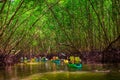 Group of tourists kayaking in the mangrove jungle