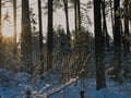 Phantasmagoria of golden sunrise in the wilderness of winter forest. Royalty Free Stock Photo