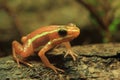 Phantasmal poison frog Royalty Free Stock Photo