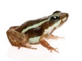 Phantasmal poison frog - Epipedobates tricolor Royalty Free Stock Photo