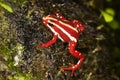 Phantasmal Poison Frog, epipedobates tricolor, Adult, Venomous Frog from South America Royalty Free Stock Photo