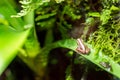 Phantasmal poison frog, prostherapis tricolor amphibian Royalty Free Stock Photo
