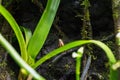Phantasmal poison frog, prostherapis tricolor amphibian Royalty Free Stock Photo